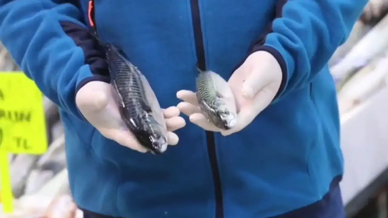 Antalya'da Şubatta Hangi Balıklar Yenir? 4